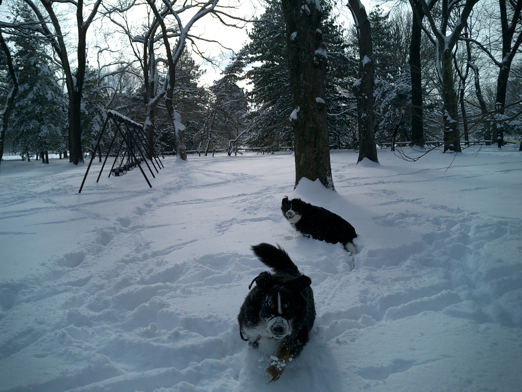 Rosie & Sticks in Central Park in the snow... 